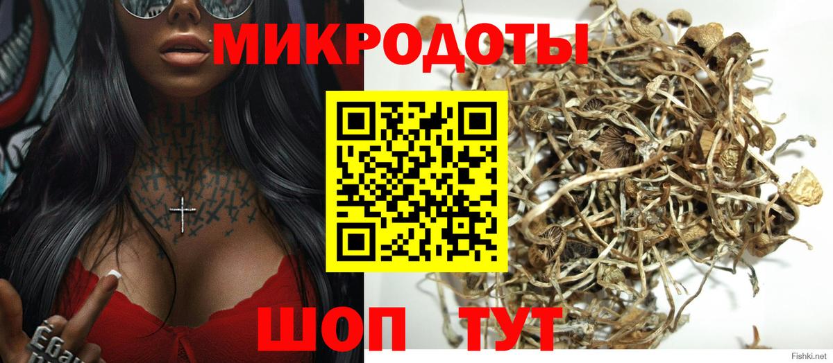 Псилоцибиновые грибы Psilocybe Десногорск